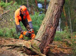 Best Storm Damage Tree Cleanup  in Montz, LA