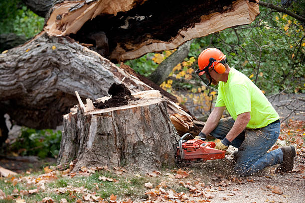 Best Tree Health Inspection  in Montz, LA