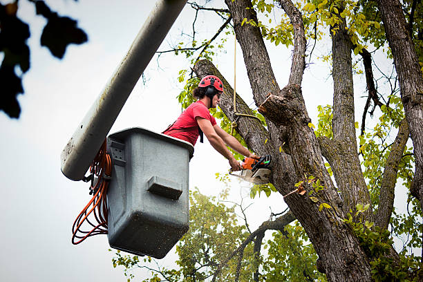 Best Utility Line Clearance  in Montz, LA